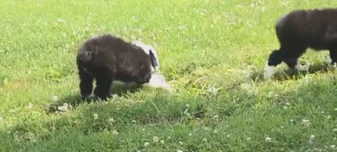 Old English Sheepdog in New York City, New York