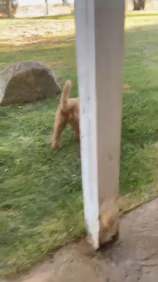 Mantis Female 8 Week Female GoldenDoodle FB1 in Barstow, California