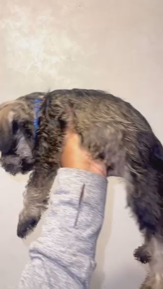 Male Miniature Schnauzer in Columbia, South Carolina