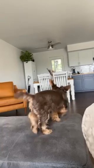 Chocolate Yorkie Girl in Cookeville, Tennessee