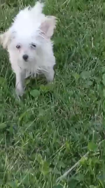 Mallory the Morkie in Effingham, Illinois