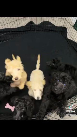 Standard poodle puppies in Lehigh Acres, Florida