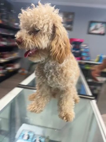 Poodle in Los Angeles, California