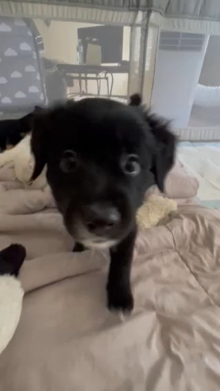 Border Collie Mix Puppies in Perris, California