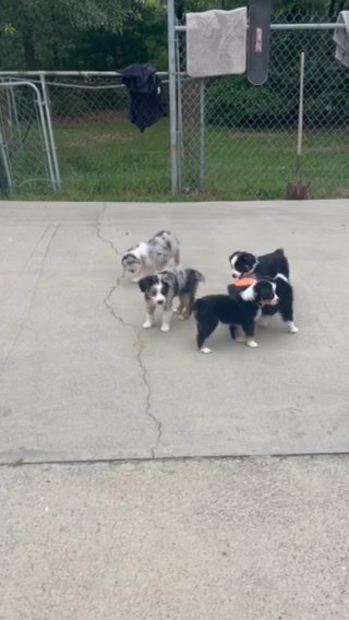 ASDR Miniature Australian Shepherd Puppies in Lexington, South Carolina