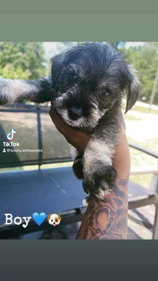 Male Miniature Schnauzer in Columbia, South Carolina