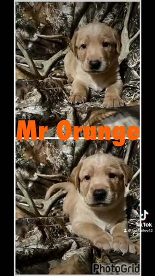 Lab Puppies in Fort Wayne, Indiana