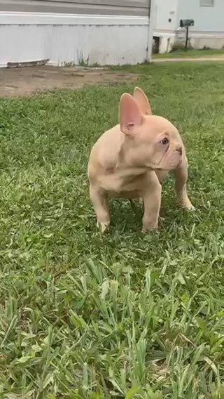Male Frenchie in Lynchburg, Virginia