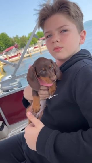 Dachshund Pup in Washington, District of Columbia