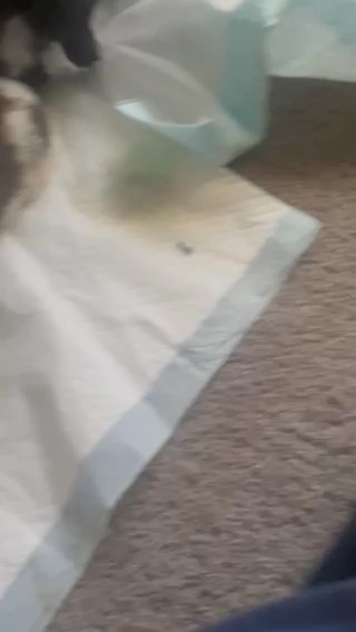 Adorable Shih Tzu ? ! in Jacksonville, Florida