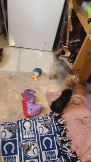 2 Lb Adult Yorkie in Cookeville, Tennessee
