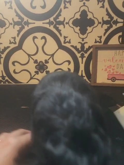 akc male yorkie in Charleston, West Virginia