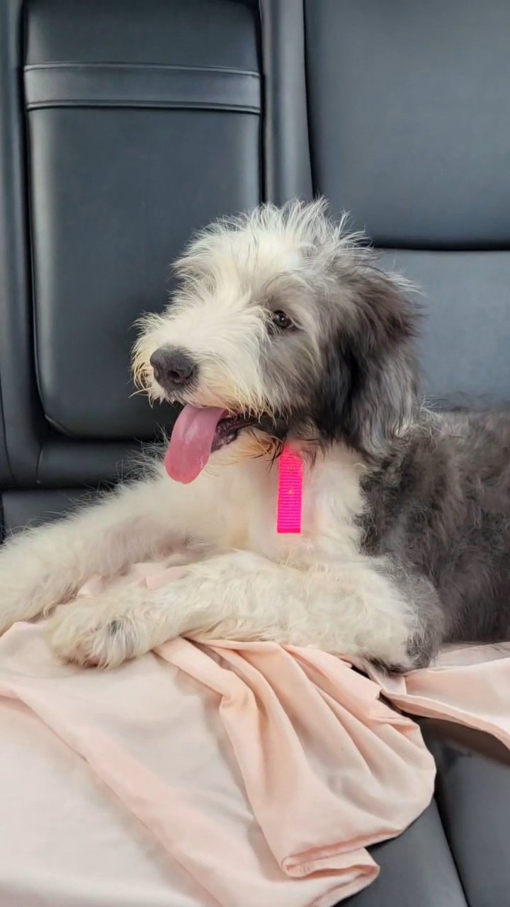 old english sheepdog dog puppy in Chicago, Illinois