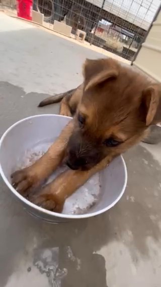German Shepard Full Blooded in West Odessa, Texas