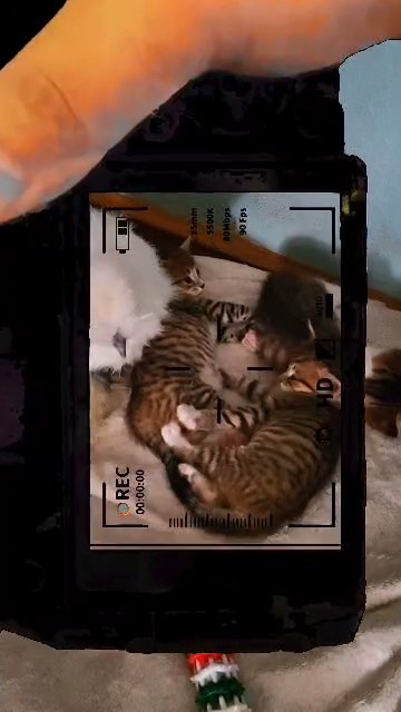 ? Adorable Rescue Kittens Looking for Forever Homes! ? in Ocala, Florida