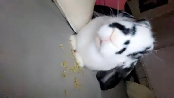 English Lop Bunny in Austin, Texas