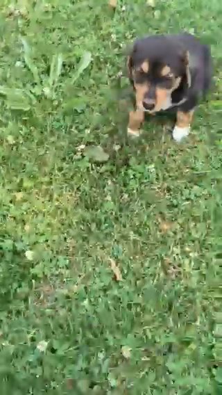 Tiny Beagle Mix in Macomb, Illinois