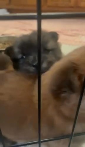 Chow Chow Puppies in Hemet, California