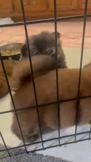Chow Chow Puppies in Hemet, California