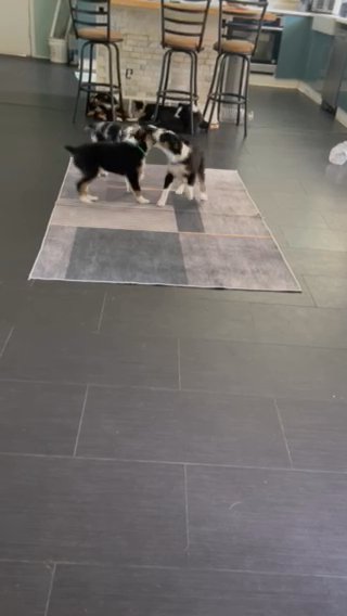 Miniature Australian Shepherd in Lexington, South Carolina