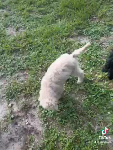 Standard Poodle Puppies in Lehigh Acres, Florida