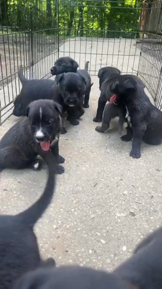German Shepherd Pit Mix in Waldorf, Maryland