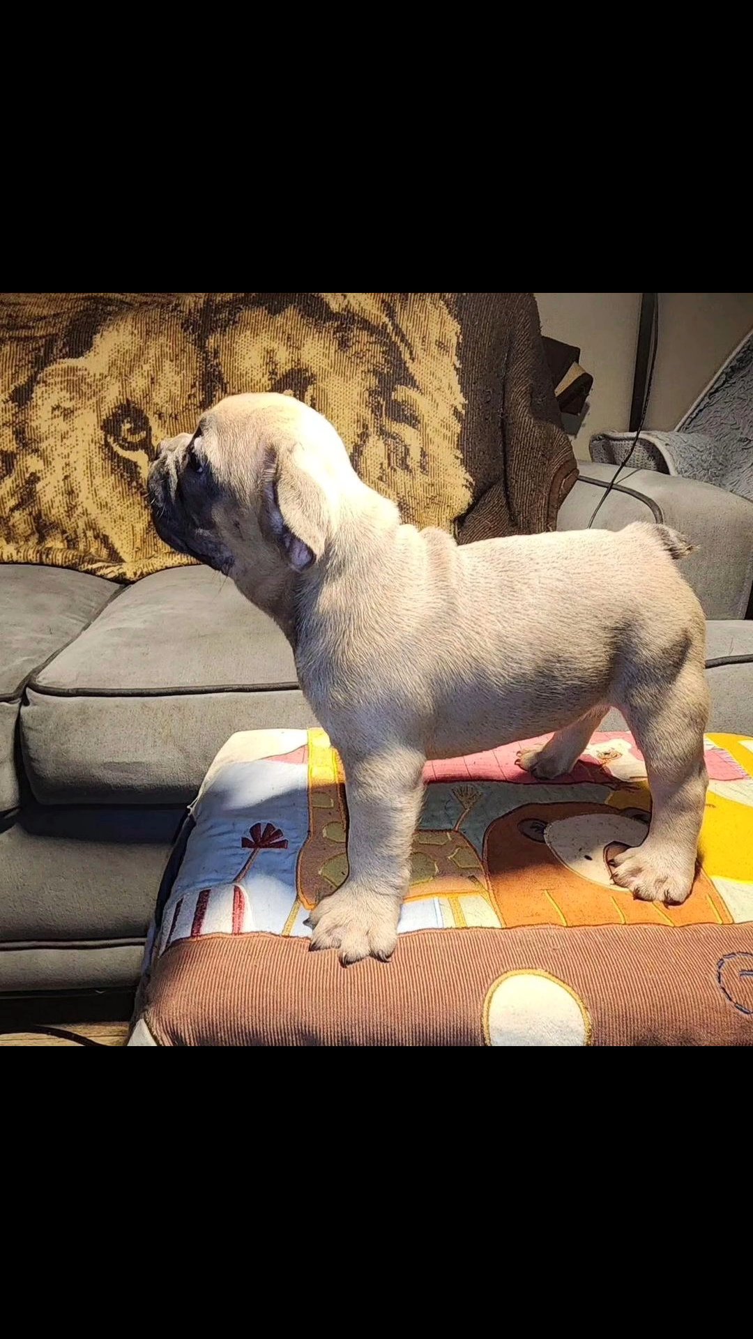 french bulldog puppies for sale in Stonecrest, Georgia