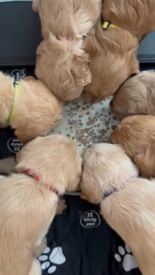 Goldendoodle Puppies in Ogden, Utah