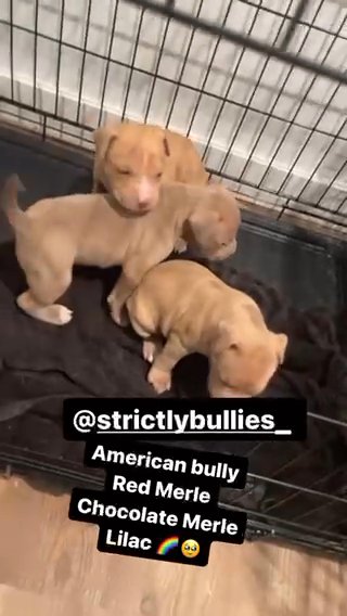 American Bully Merle’s in Washington, District of Columbia