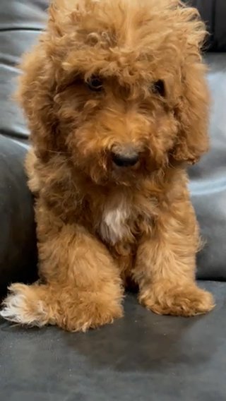 Mini Multigen Goldendoodle in Andrews, Texas