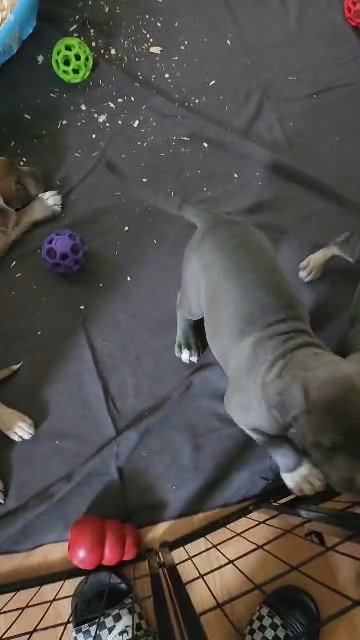XL American Bully Pups in Portsmouth, Virginia