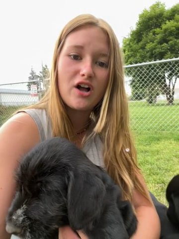 Husky Labradoodle Mix Puppy’s in Rexburg, Idaho