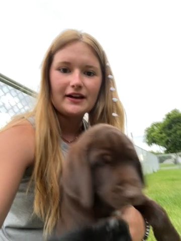 Husky Labradoodle Puppies in Rexburg, Idaho