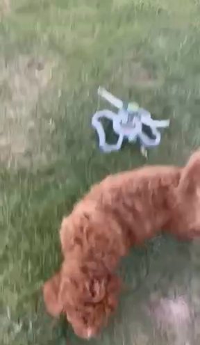 Rocket fB1 GoldenDoodle 9 Weeks Male in Barstow, California