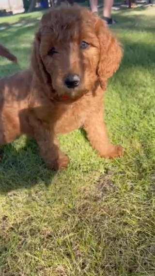 Drax 9 Week Male FB1 GoldenDoodle in Barstow, California