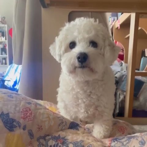 Moli in New York City, New York