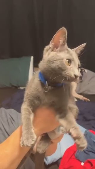 FREE KITTEN in Stockbridge, Georgia
