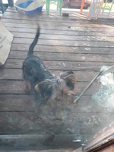 Yorkie 4 Sale in Bristol, Virginia