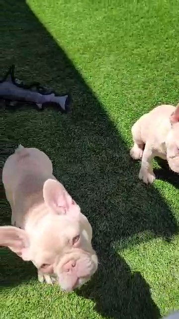 Isabella Boy in Las Vegas, Nevada