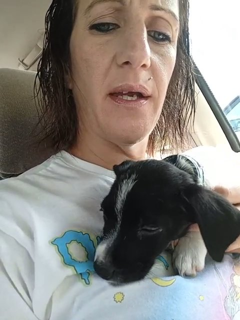 puppy in Spring Hill, Florida