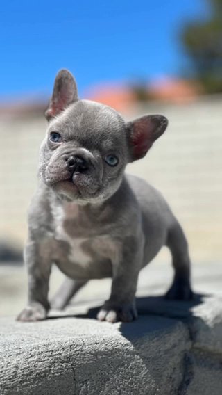 Lilac Female Frenchie in Riverside, California
