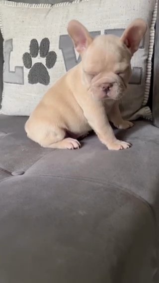 Blue Covered In Cream Male Price Reduced in Lynchburg, Virginia
