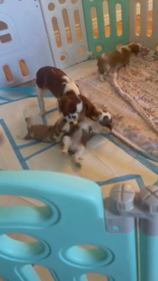 King Charles Cavaliers in Nampa, Idaho