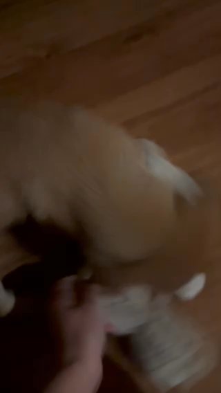 Bruce the Belgian Shepard Malinois in Indianapolis, Indiana