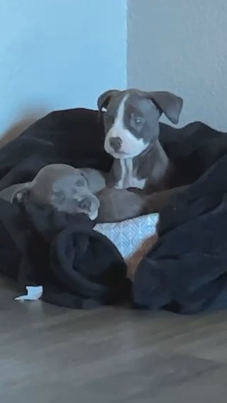 6 Week Old All American Pitbull in Las Vegas, Nevada