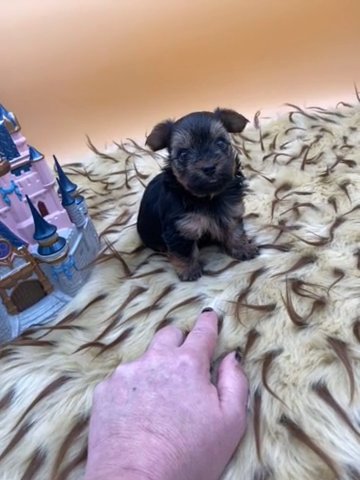 Chase in Beckley, West Virginia
