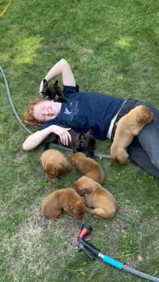 Dogue De Bordeaux in Sacramento, California