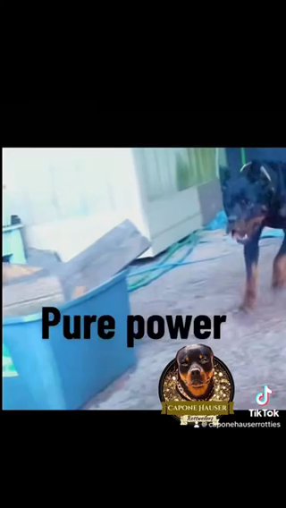CKC Rottweiler For stud in Florence, South Carolina