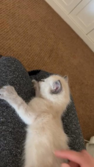 Himalayan kitten in New Rochelle, New York