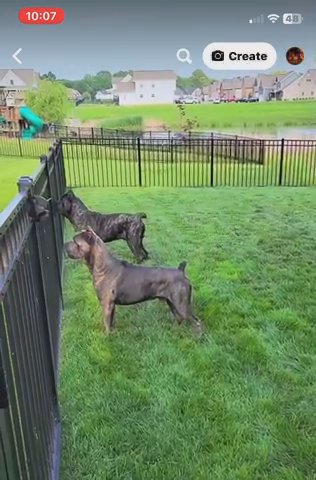Cane Corso Pups Available in Clarksville, Tennessee